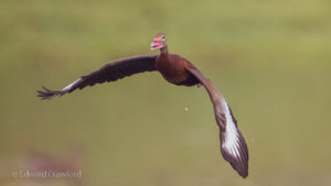 Black-bellied-Whistling-Duck-1