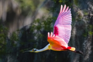 1st PrizeOpen Color In Class 2 By Michael Claudy For Roseate Spoonbill Exiting Left NOV-2022