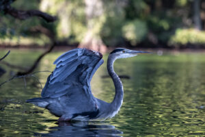 2nd PrizeNature In Class 2 By Michael Claudy For Great Blue Heron Doing Its Preflight NOV-2022