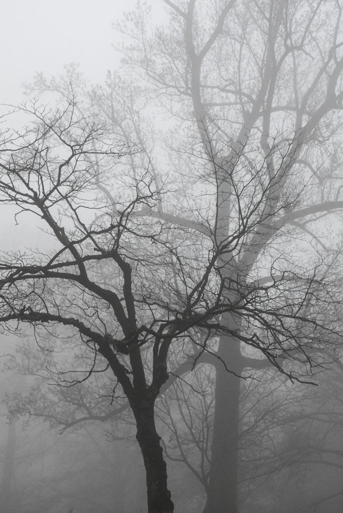 Two Foggy Trees