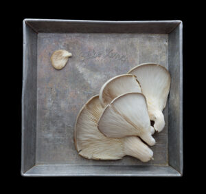 3rd PrizeAssigned Pictorial In Class 2 By Carol Bell For Mushroom Outcast MAR-2023