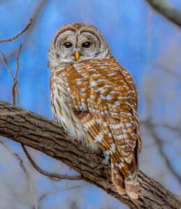 2nd Grand Award For Year End Nature In Class 1 By Melanie Berlin For Hoo Gives A Hoot With 24.5 Points in MAY-10-2023
