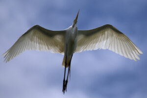 3rd Grand Award For Year End Assigned Pictorial In Class 2 By Rich Giannola For Great Egret Overhead With 23 Points in MAY-10-2023