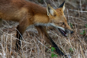 3rd Grand Award For Year End Open Color In Class 1 By Dennis Roberts For Red Fox With 22.5 Points in MAY-10-2023