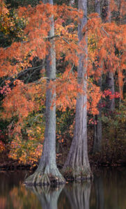 Cypress Pair in Autumn