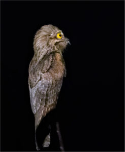Nocturnal_Northern_Potoo