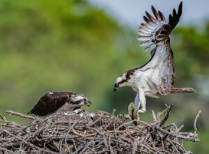 2nd-PrizeOpen-Nature-In-Class-3-By-John-Whitmore-For-Osprey-Breakfast-Delivered-SEP-2023