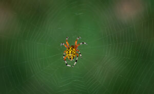 2nd-PrizeOpen-Nature-In-Class-3-By-Paul-Sylvia-For-Marvelous-Marbled-Orb-Weaver-SEP-2023