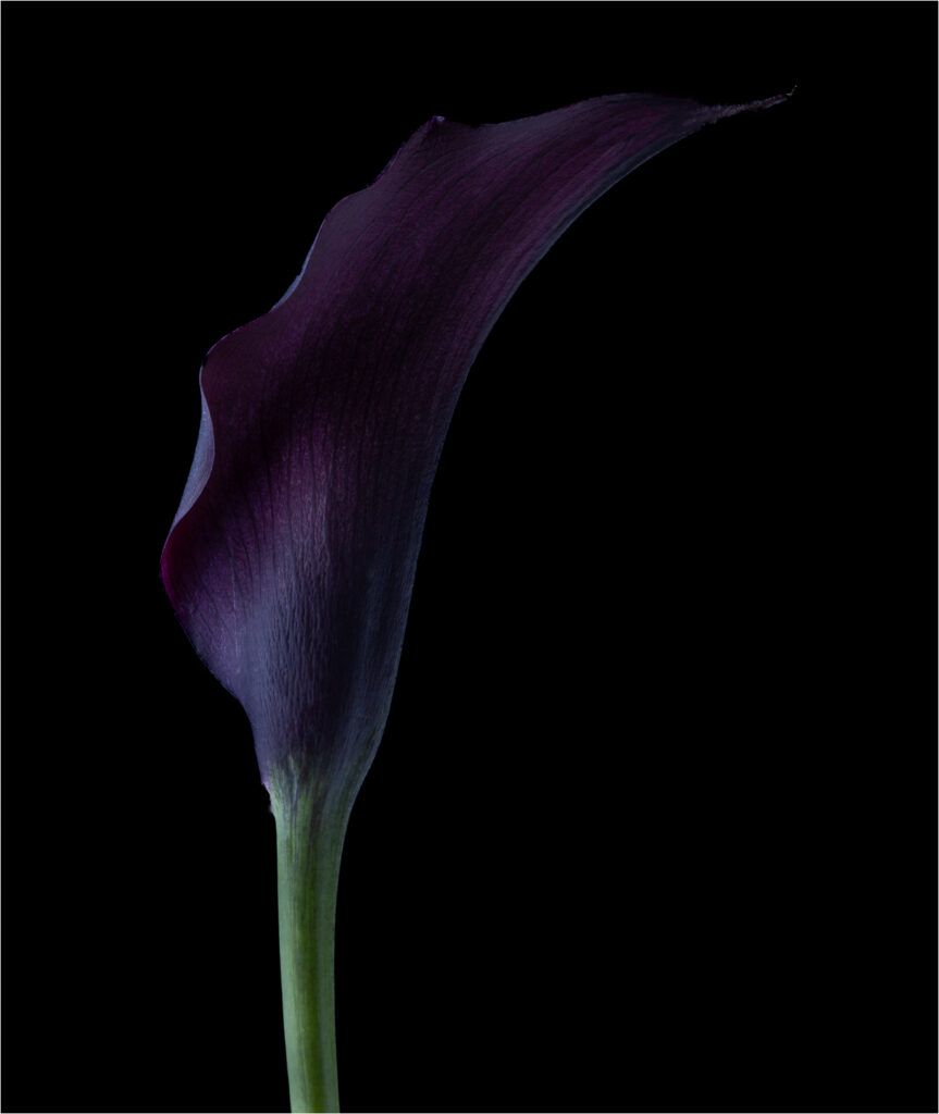 1st-PrizeAssigned-Pictorial-In-Class-3-By-Paul-Sylvia-For-Royal-Calla-Lilly-JAN-2024