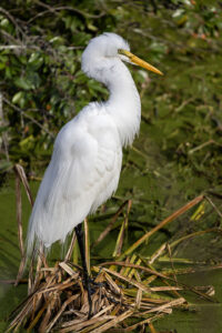 2nd PrizeOpen Nature In Class 1 By Michele Hall For Equable Egret JAN-2024
