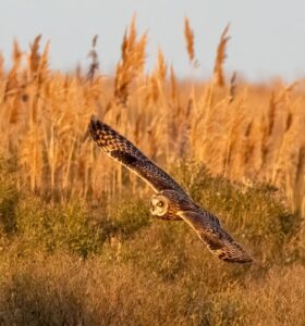 2nd PrizeOpen Nature In Class 2 By Stephen Licata For Sunset Owl JAN-2024