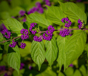 3rd PrizeAssigned Pictorial In Class 2 By Thomas Miller For Augusts American Beautyberry JAN-2024