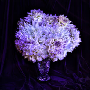 3rd PrizeAssigned Pictorial In Class 3 By Beth Fabey For PurpleTip Dahlias Painted W Black Light JAN-2024