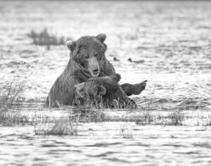 2nd PrizeOpen Mono In Class 3 By Edward Crawford For Grizzly Play Fight APR-2024