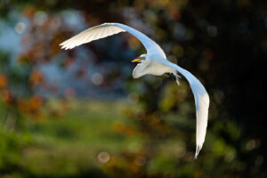 2nd PrizeOpen Nature In Class 2 By Gerald Whipple For Great Egret Backlit Flight MAR-2024