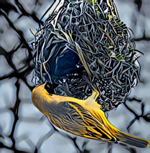3rd-PrizeCreative-Artistry-In-Class-3-By-Jeffrey-Johnson-For-Nest-Building-As-Avian-Art-APR-2024